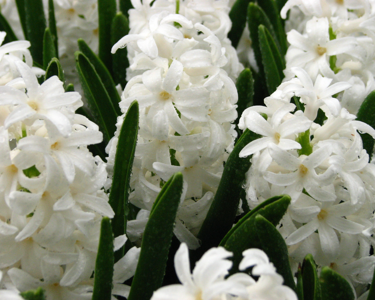 Цветы белые гиацинты