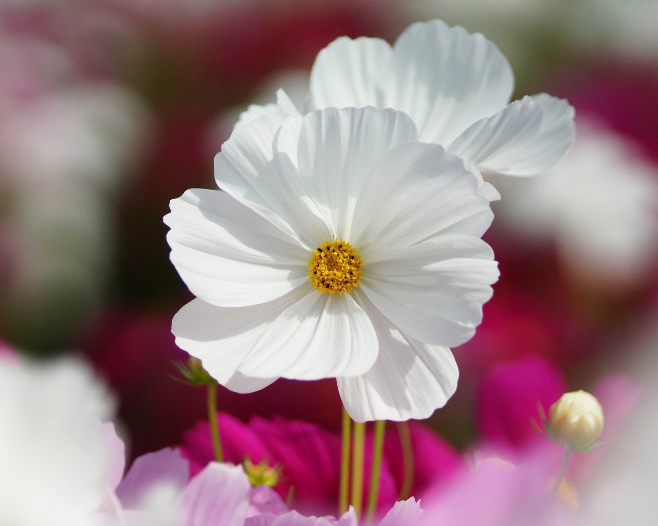 Цветы с нежными лепестками