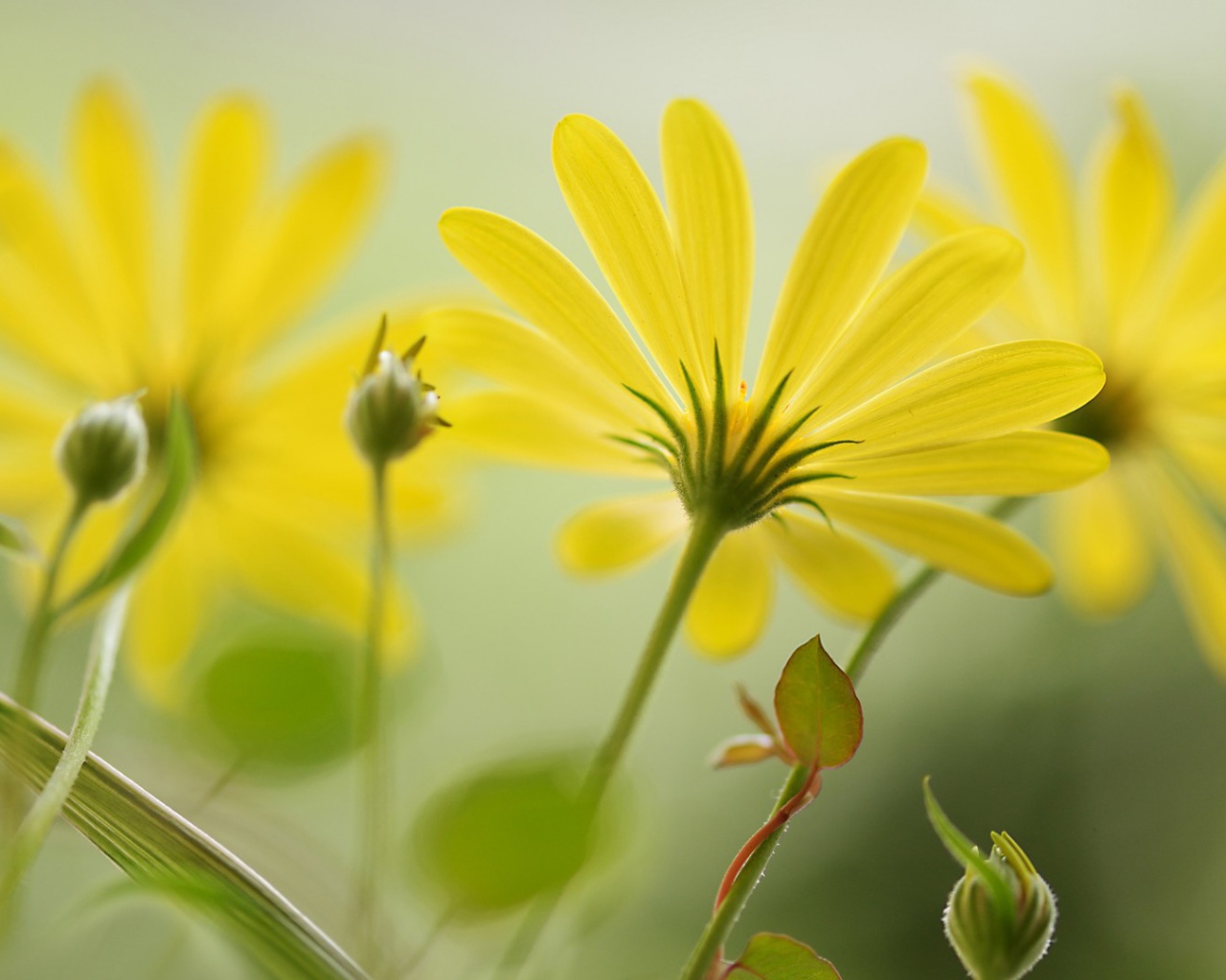 Цветы с длинными лепестками
