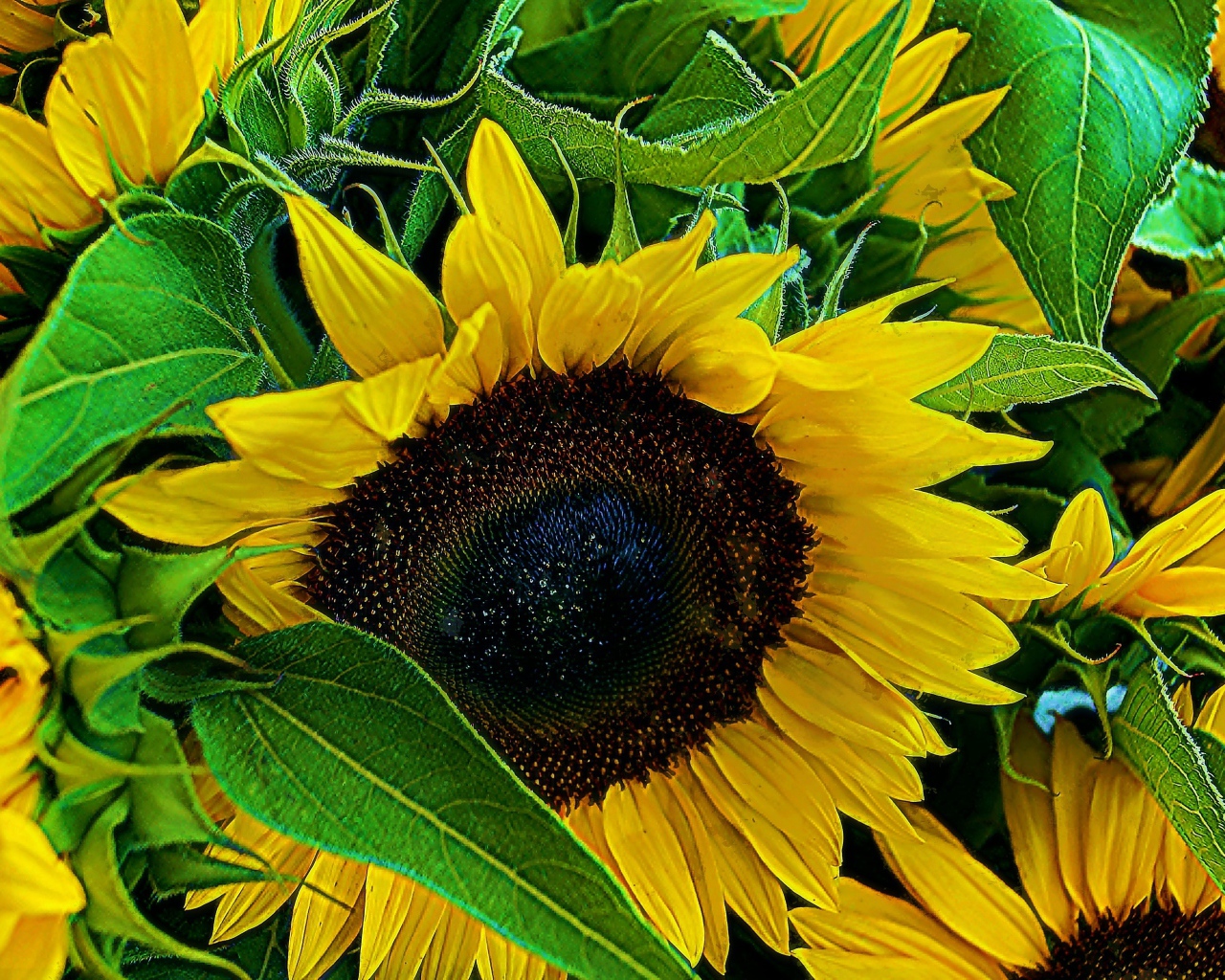 Цветы молодого подсолнуха