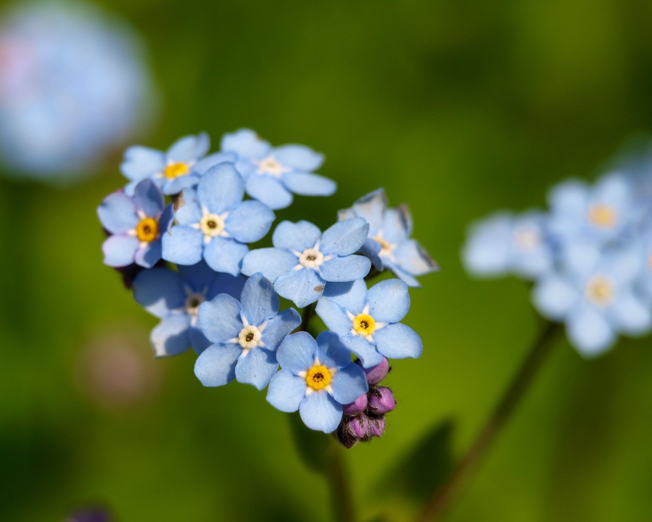 Красивые незабудки расцвели в саду