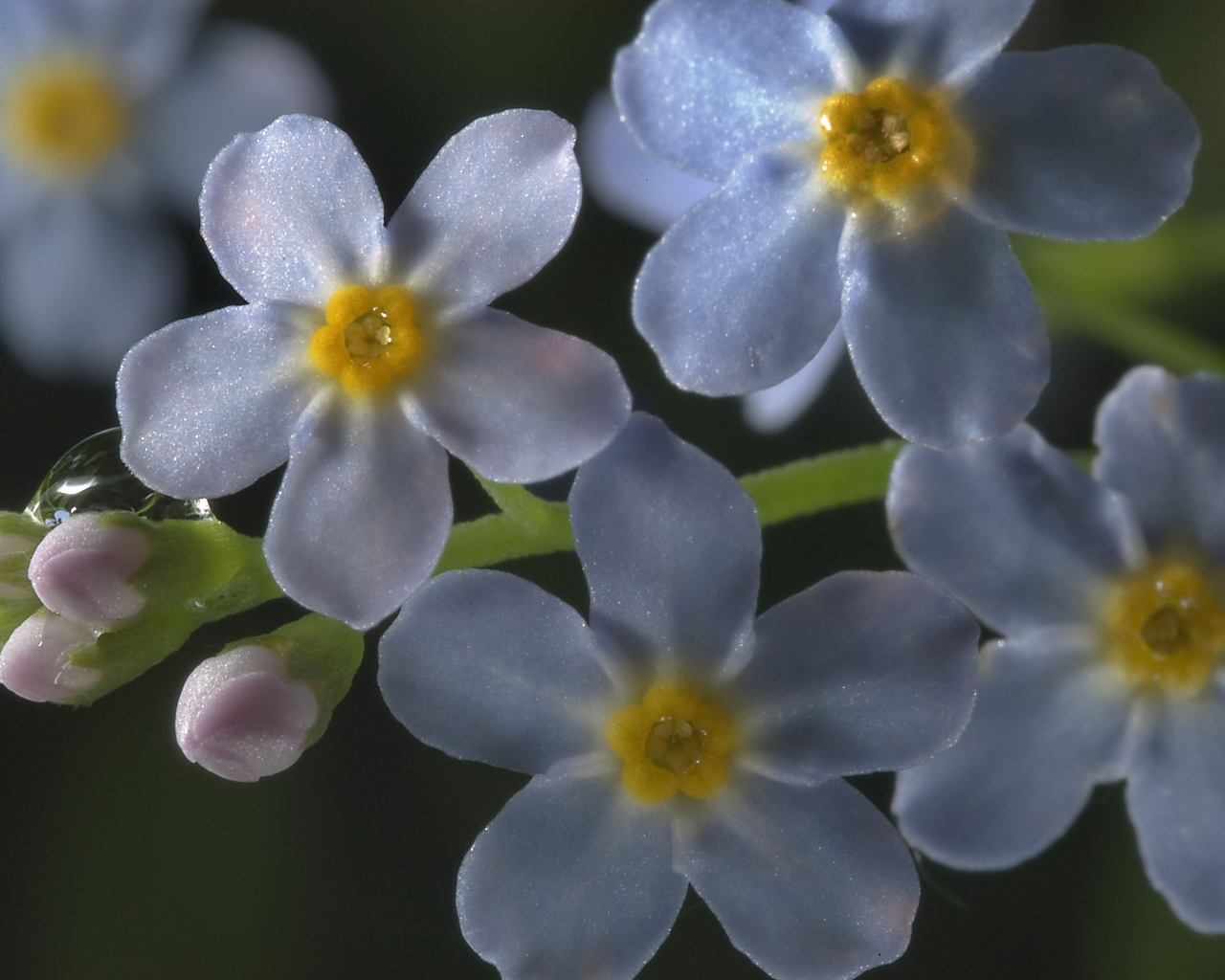 Незабудки красивые цветы