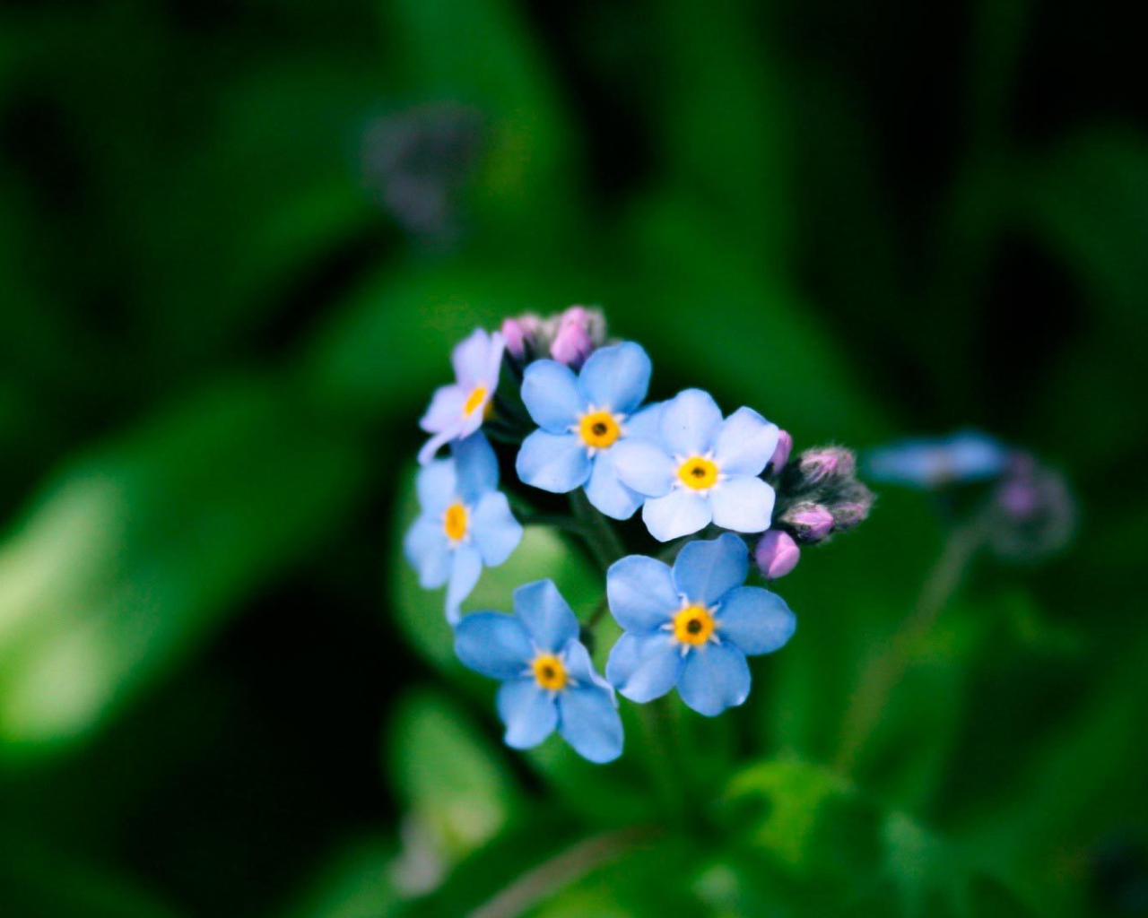 Цветы незабудки в лесу