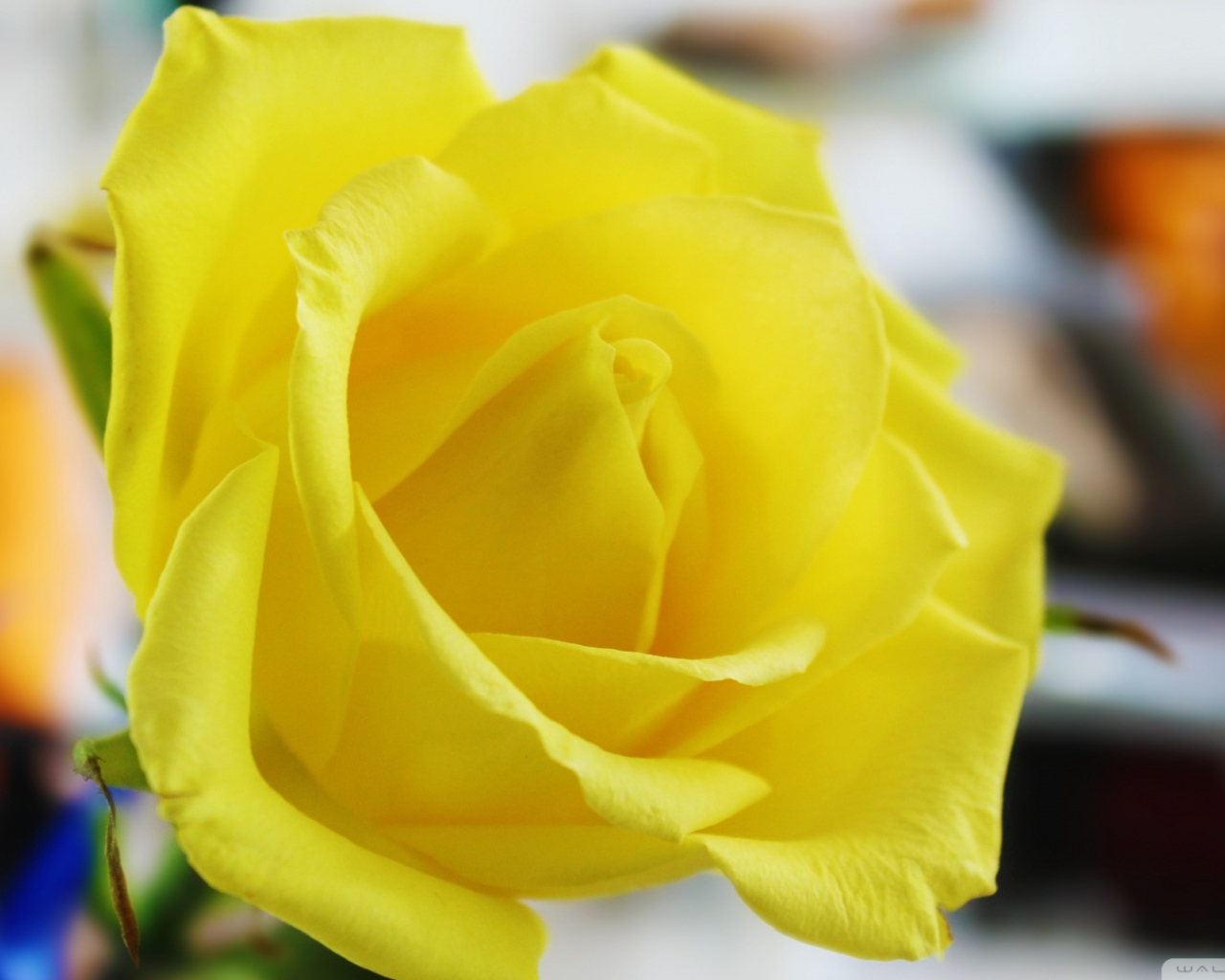 Ароматная жёлтая роза