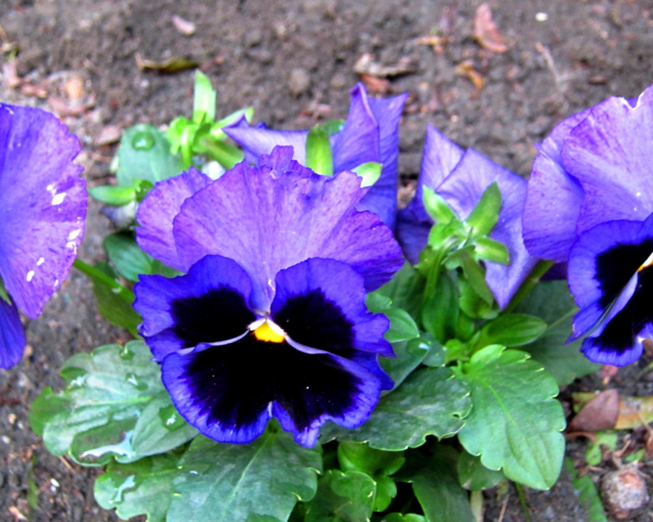 Живые цветы анютины глазки зацвели за домом