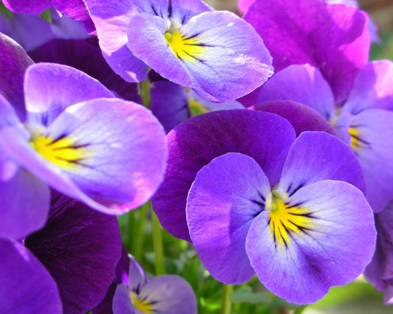 Живые цветы анютины глазки в саду