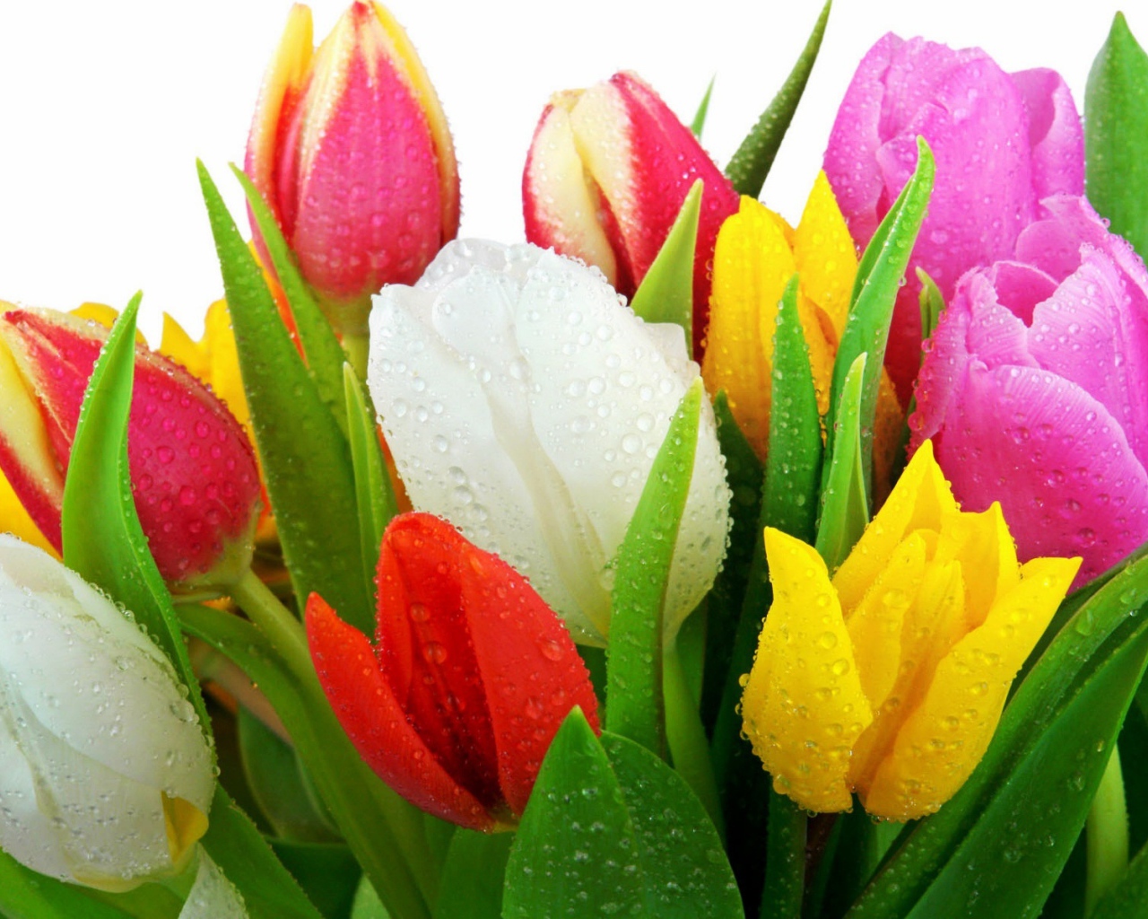 Свежие тюльпаны