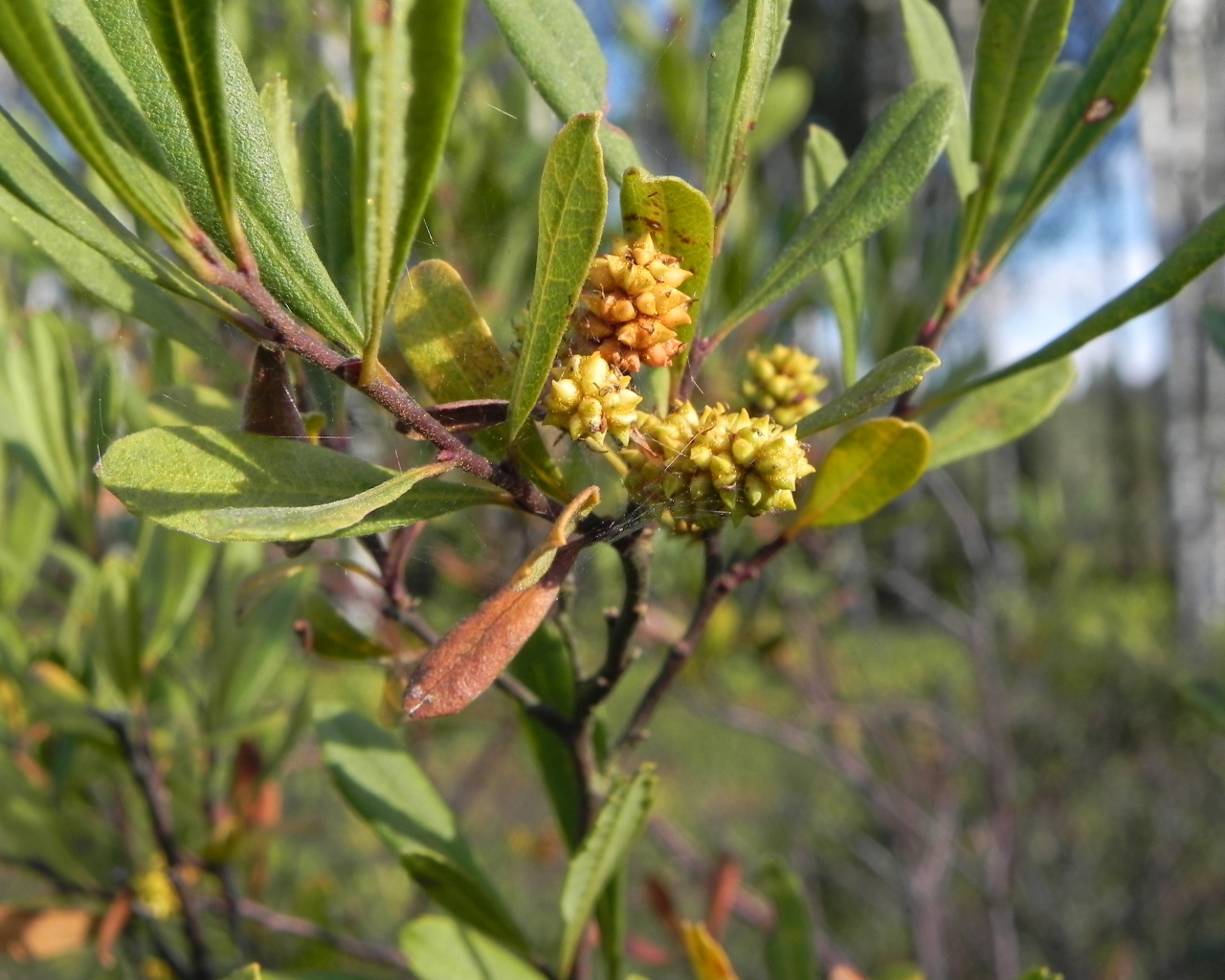 Растение восковник на клумбе в саду