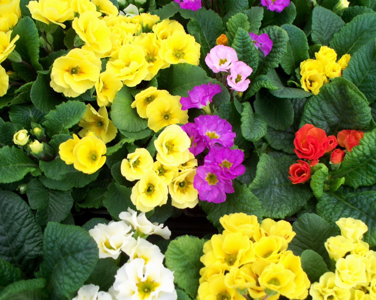 Садовые цветы примула на дачном участке