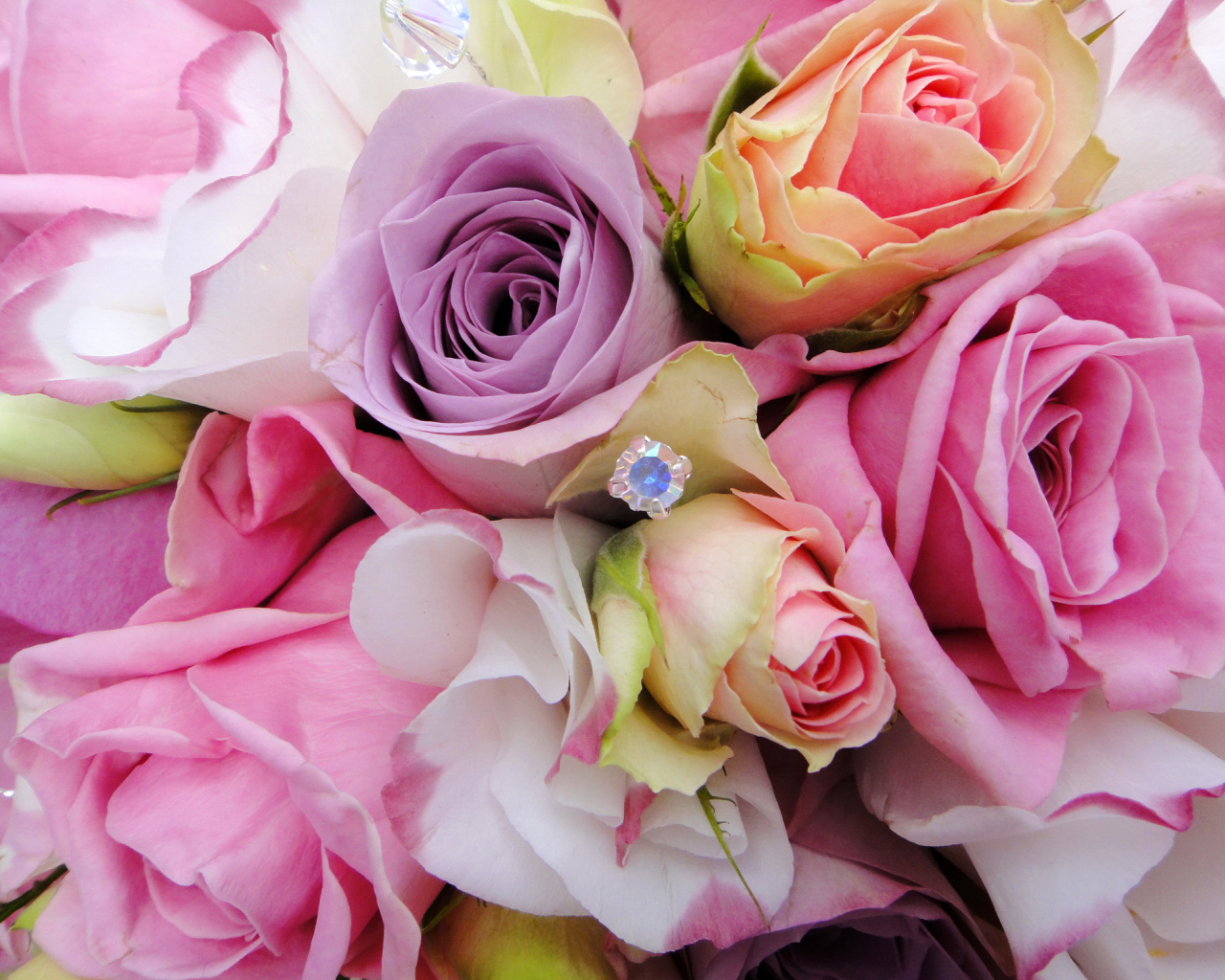 Садовые цветы эустома (ирландская роза) на дачном участке