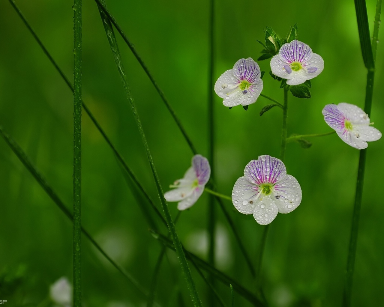 Садовые цветы вероника на дачном участке