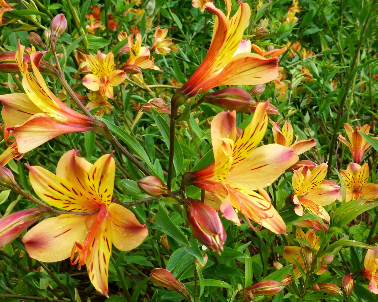 Садовые цветы альстремерия на дачном участке