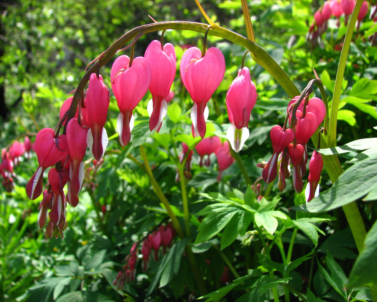 Садовые цветы дицентра на дачном участке