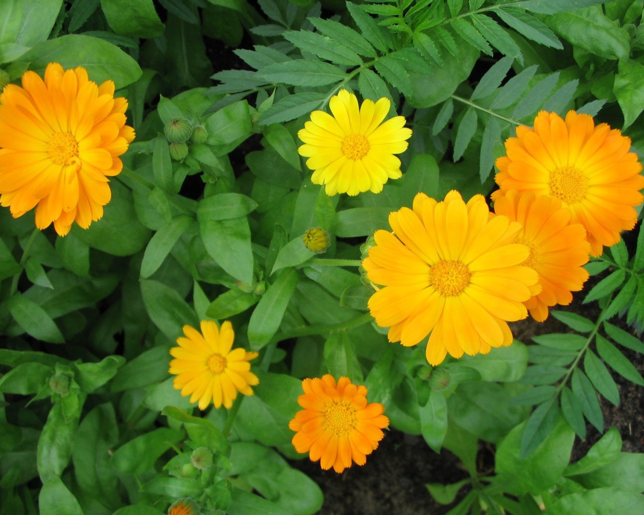 Садовые цветы календула на дачном участке