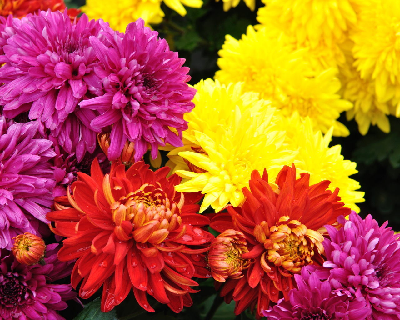 Садовые цветы хризантема на дачном участке