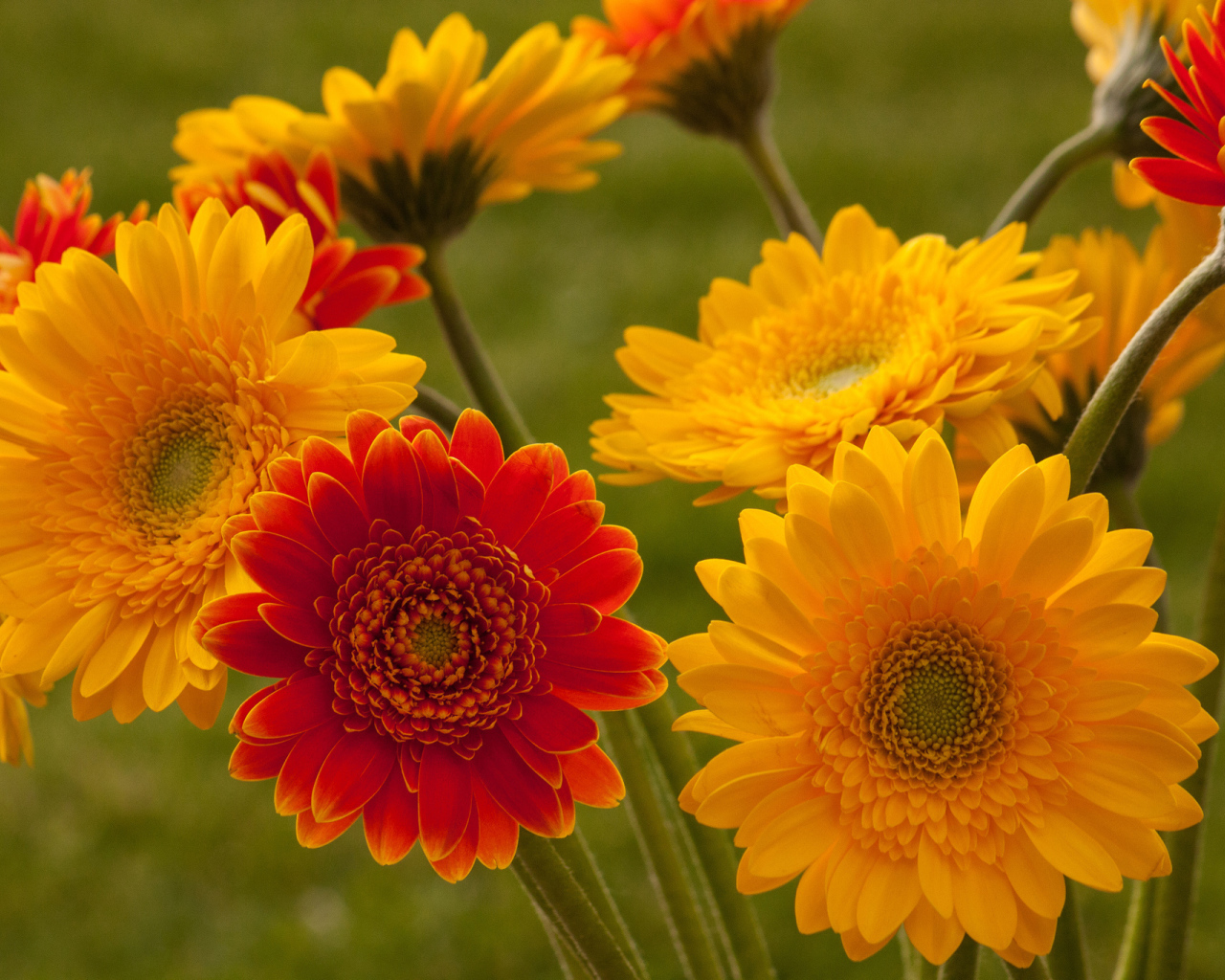 Садовые цветы гербера на дачном участке