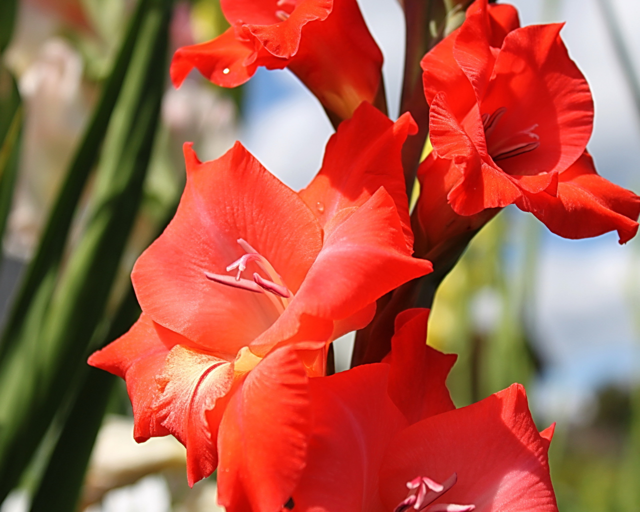 Садовые цветы гладиолус на дачном участке