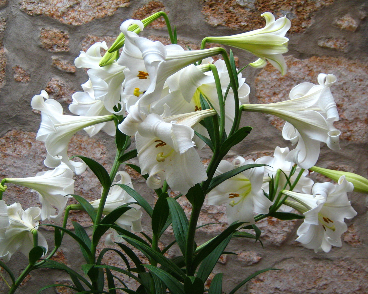 Садовые цветы лилия на дачном участке