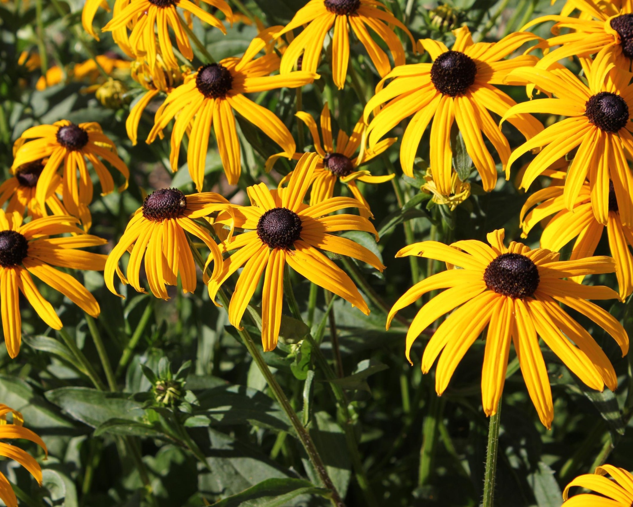 Садовые цветы рудбекия на дачном участке