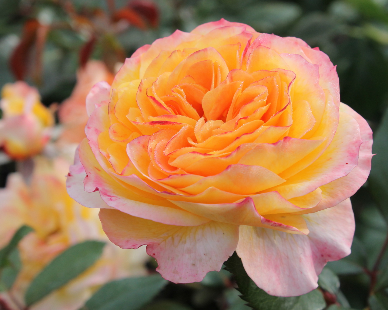 Садовые цветы кустарниковые розы на дачном участке