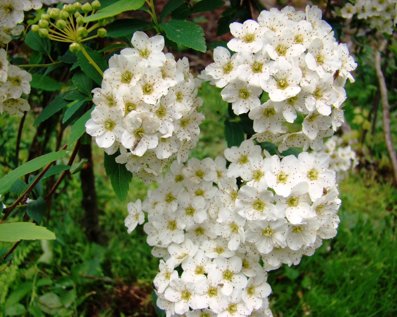 Садовые цветы спирея на дачном участке