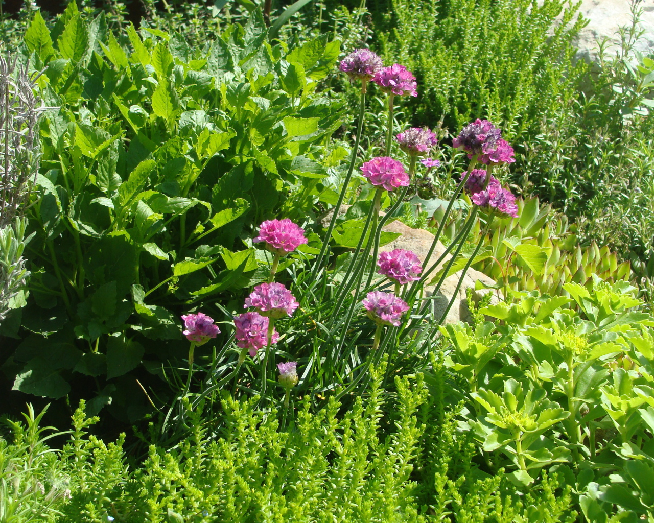 Садовые цветы армерия на дачном участке