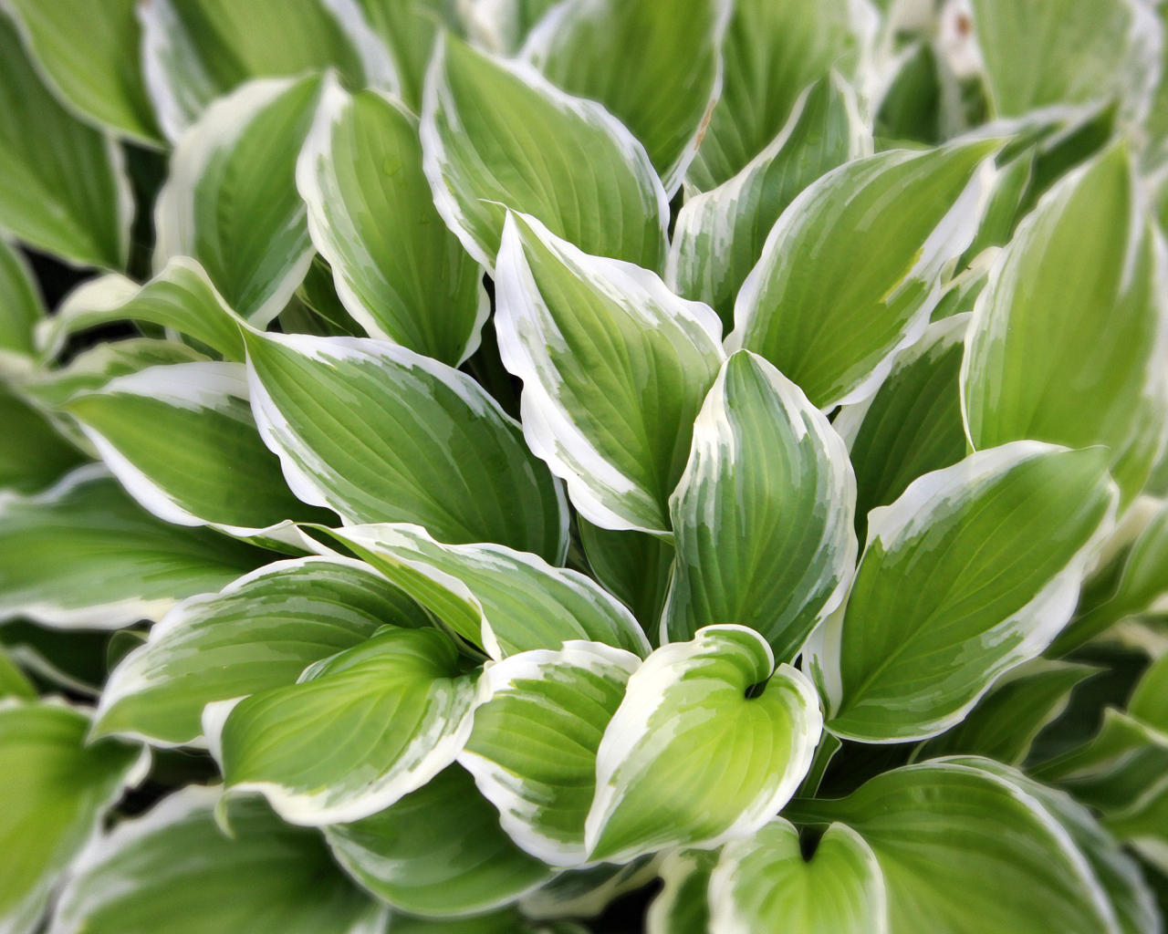 Садовое растение хоста на дачном участке