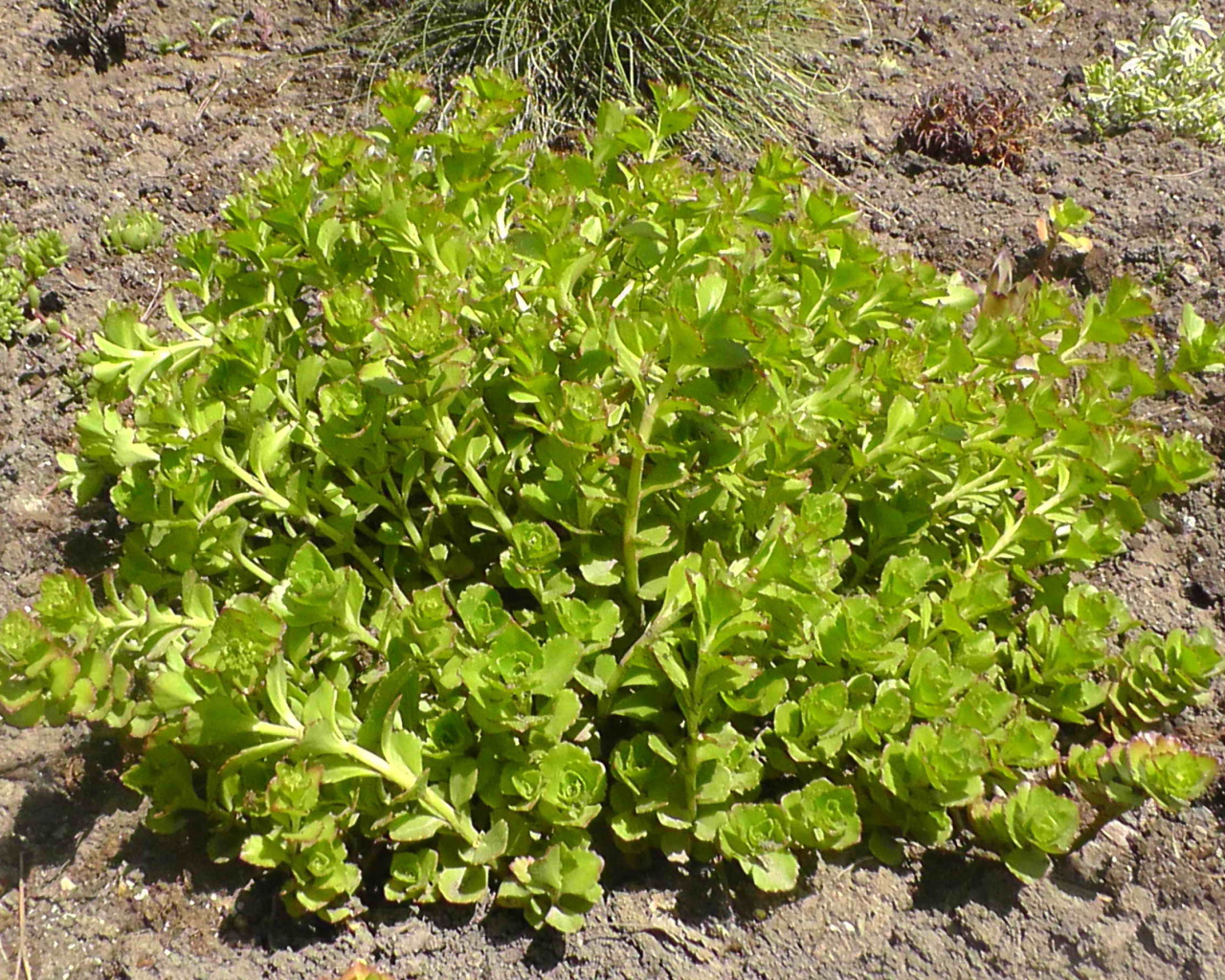 Садовое растение седум на дачном участке