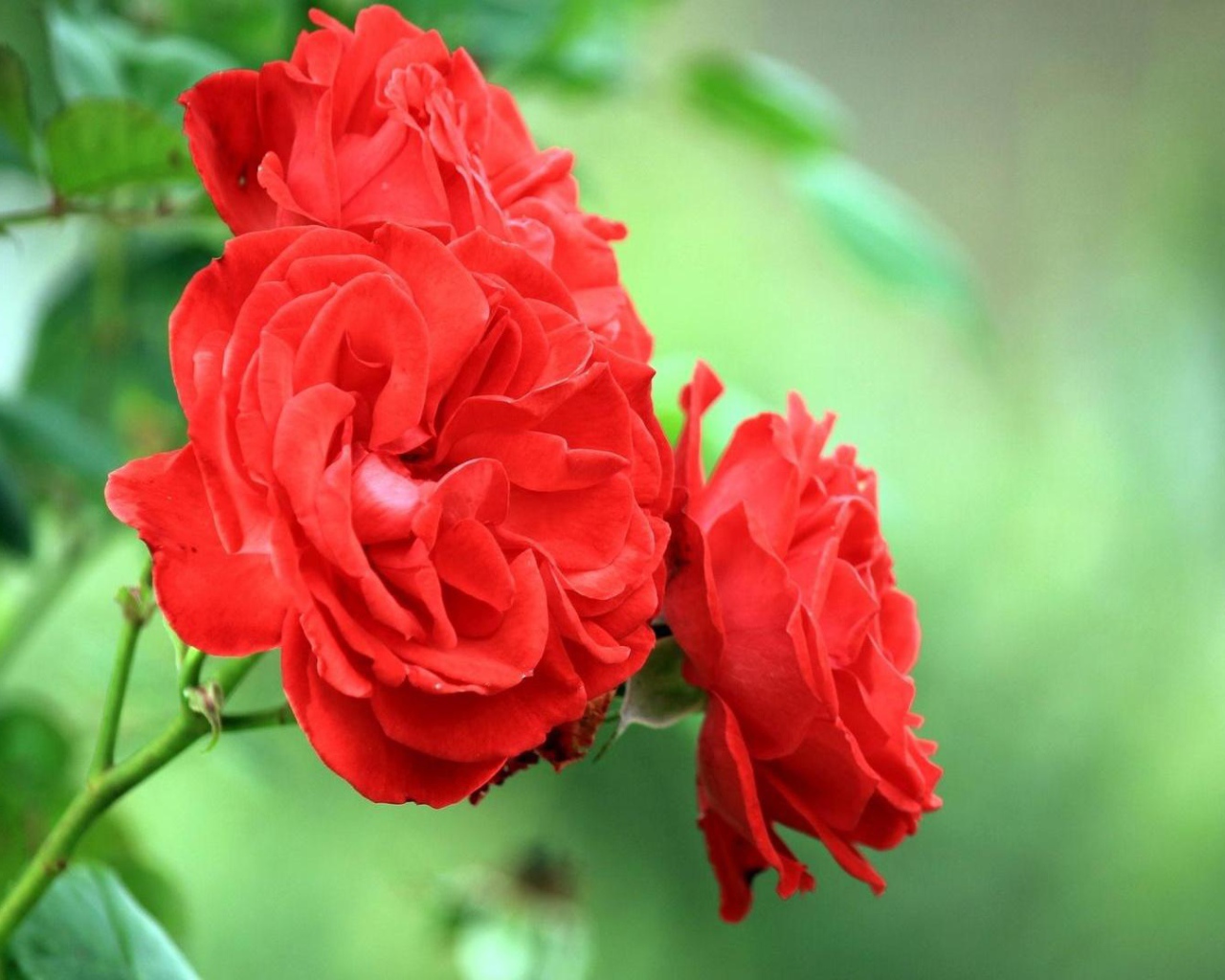 Садовые красные розы на фоне зелени