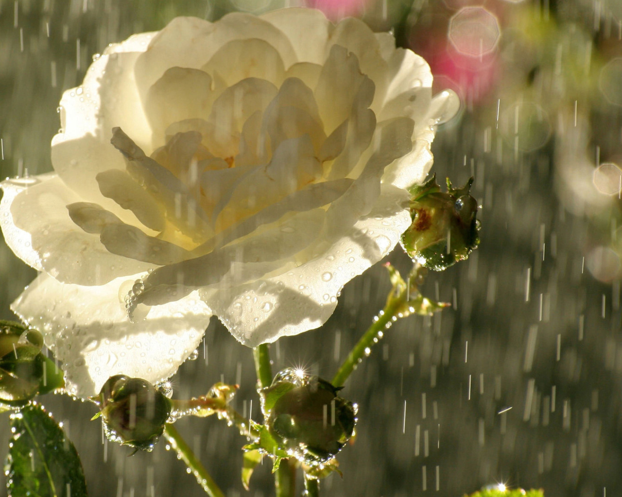 Садовая белая роза под дождём