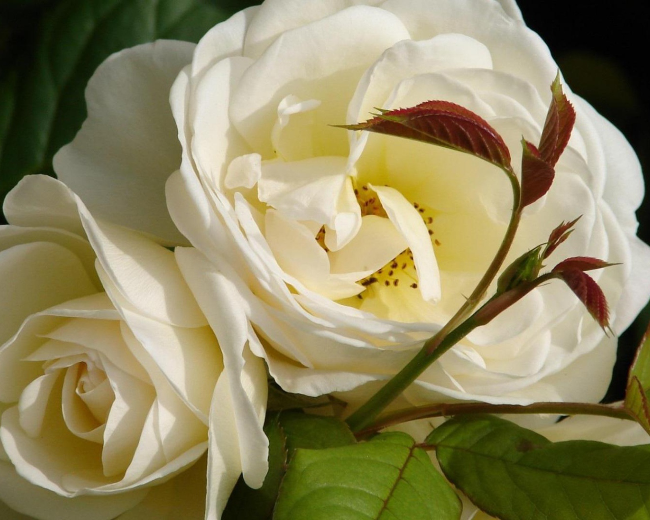 Садовые белые розы расцвели