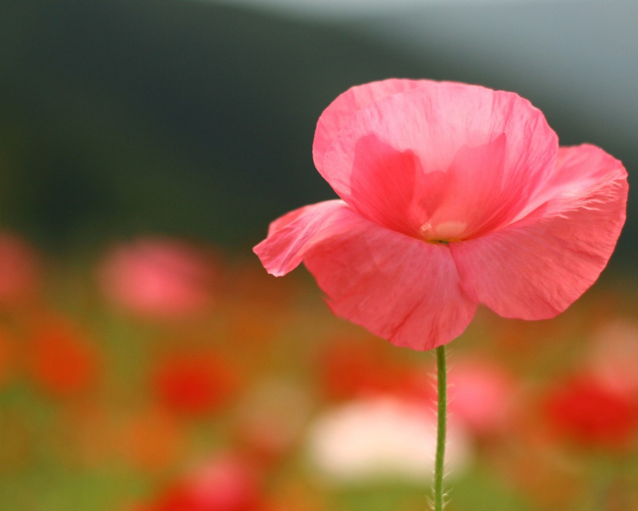 Нежные розовые лепестки