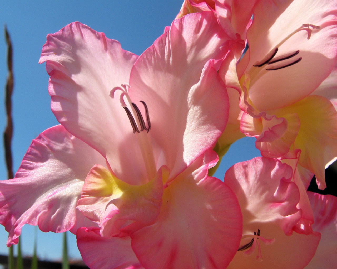 Нежно розовые цветы гладиолуса