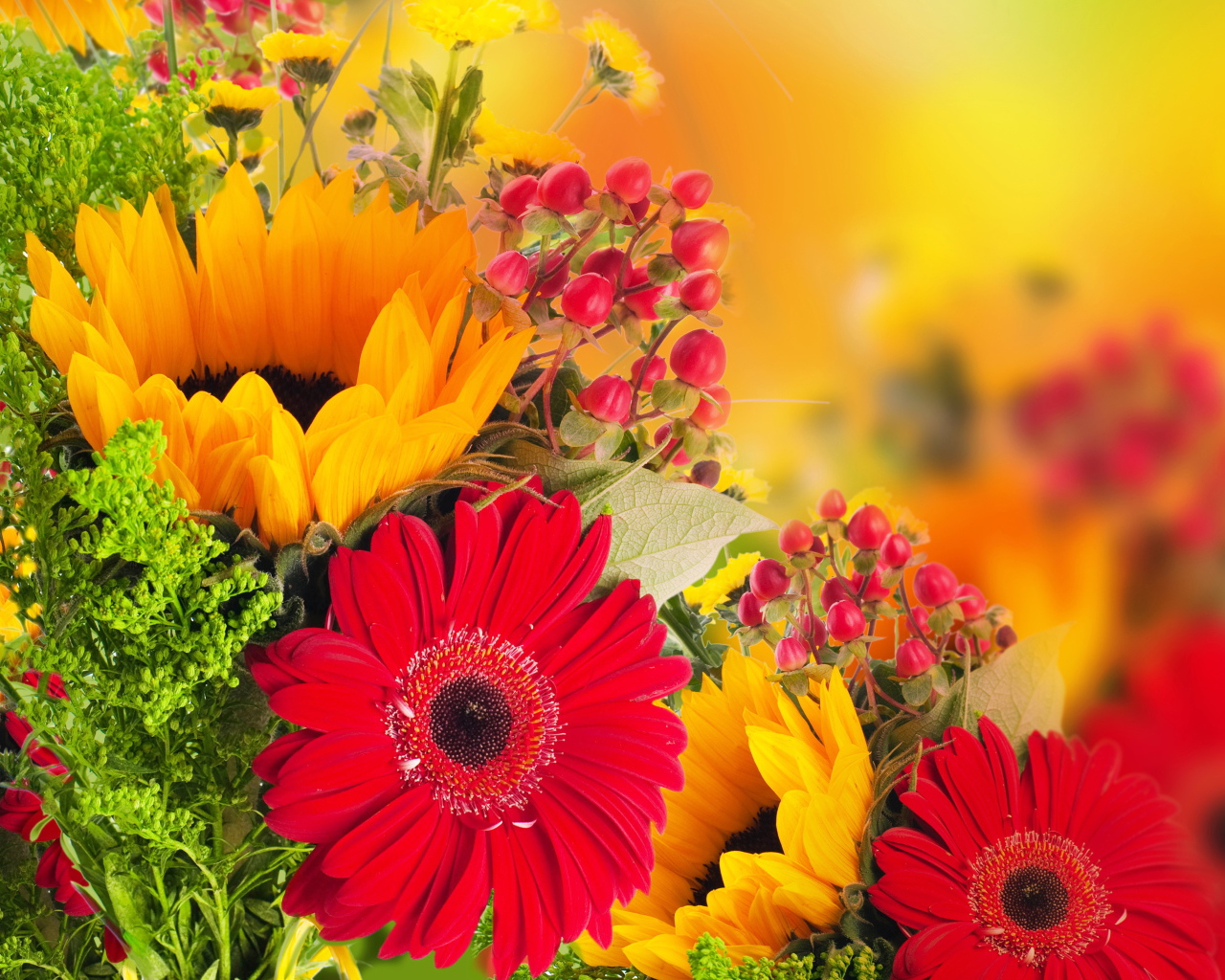Красивые цветы гербера на поляне