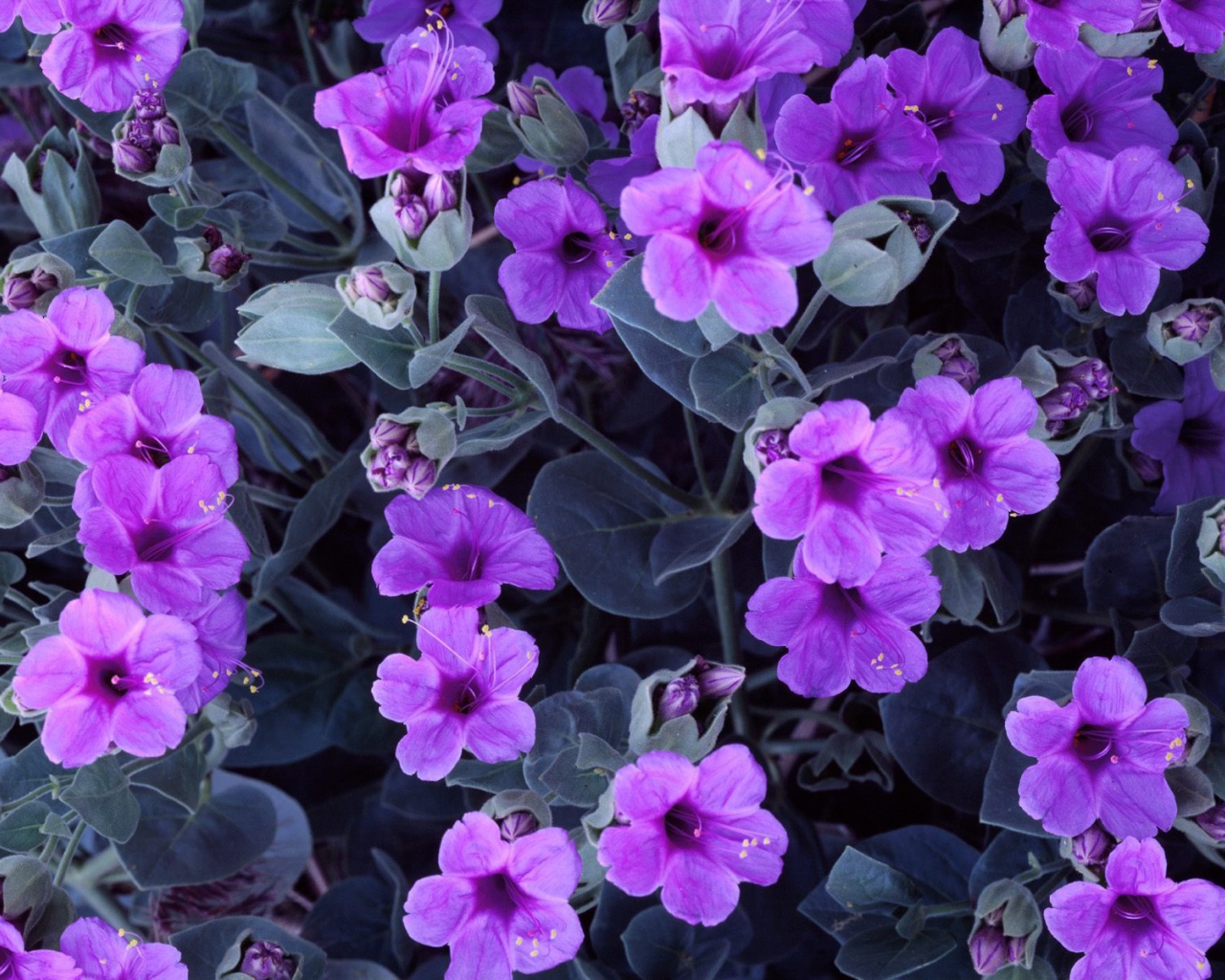 Цветы гиацинта 