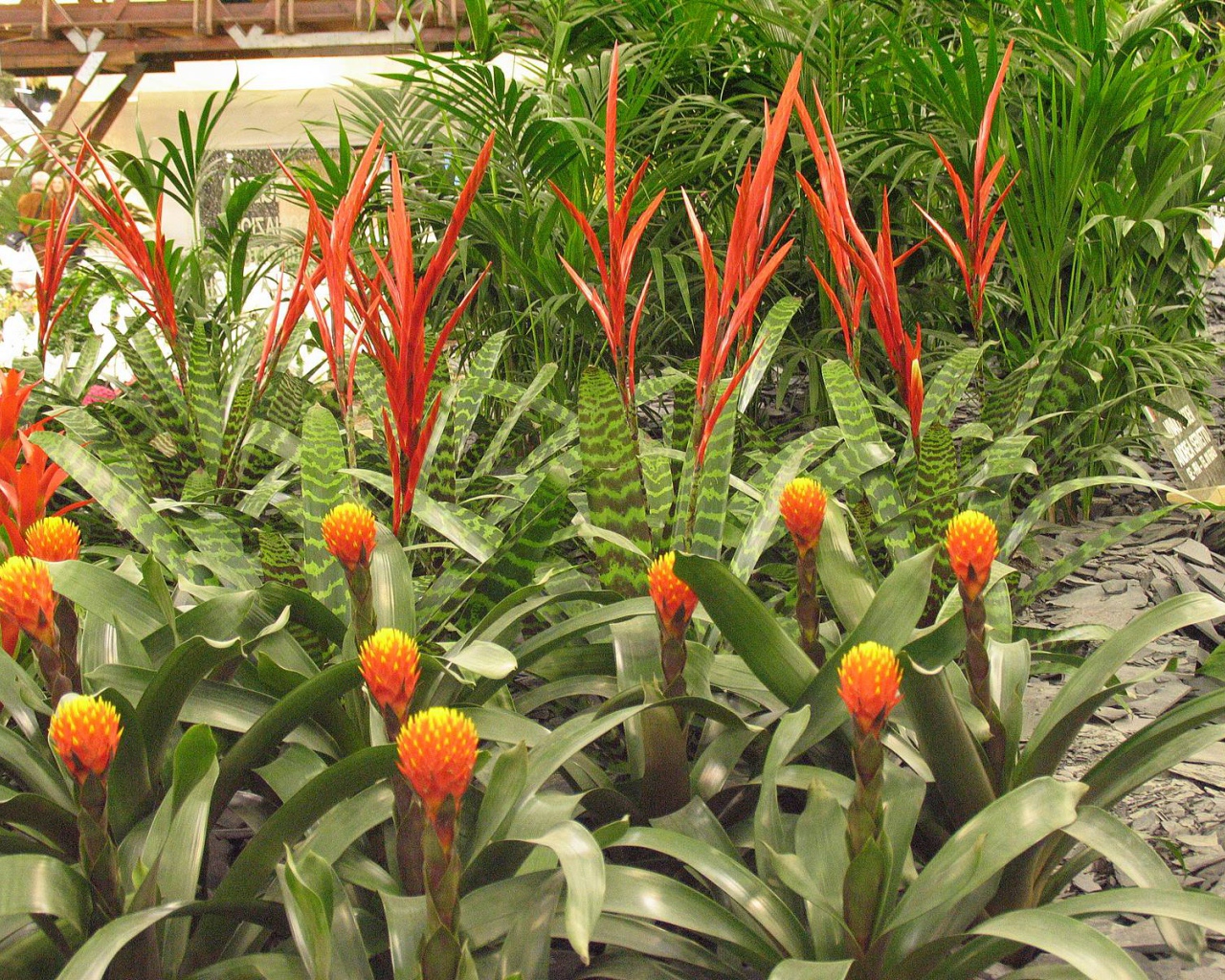 Имбирь (роскоя) на дачном участке