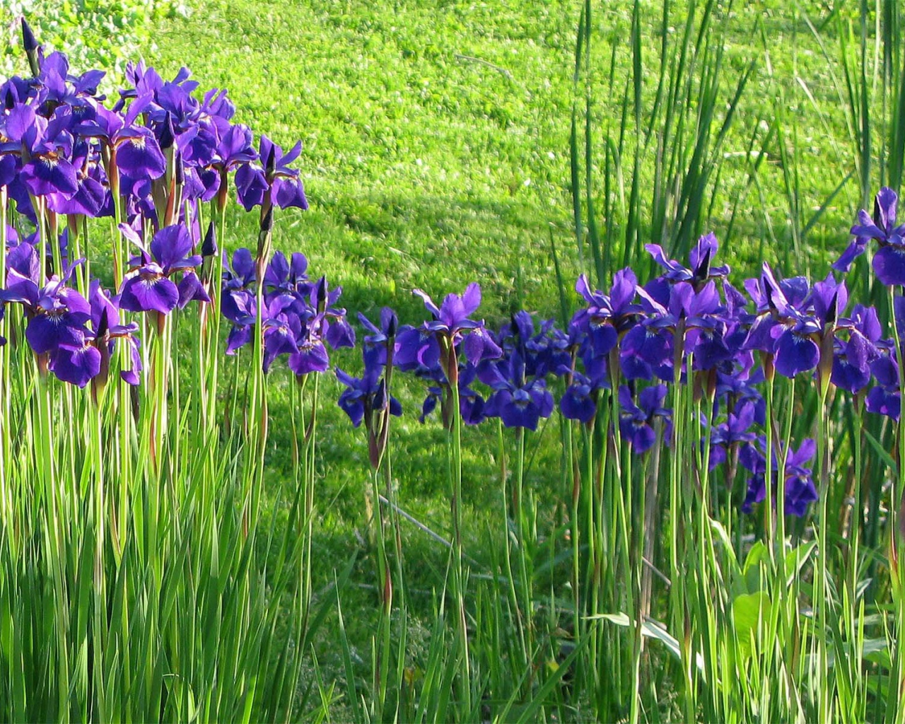 Полянка с ирисами