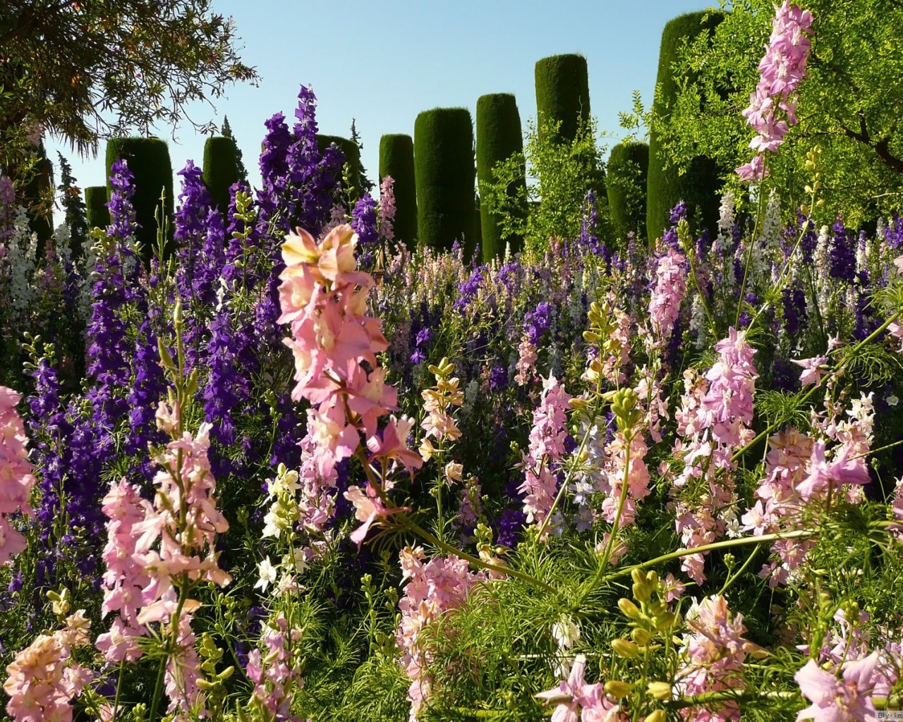 Цветение гладиолусов в саду