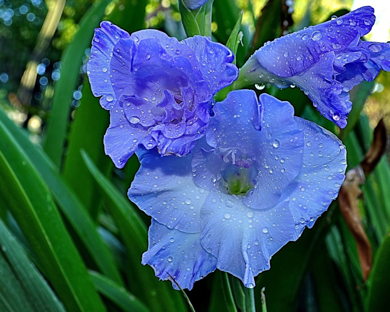 Гладиолусы в утренней росе