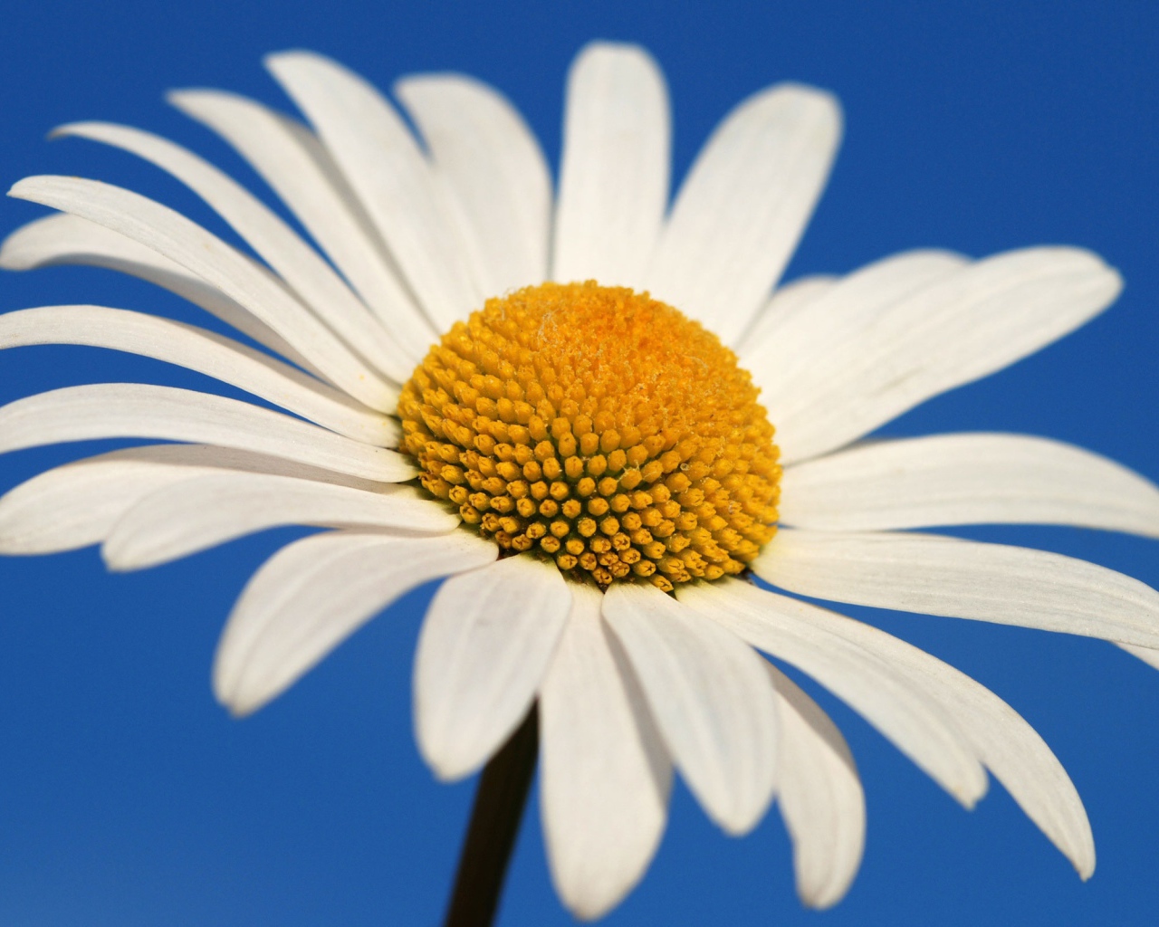 Большая белая ромашка