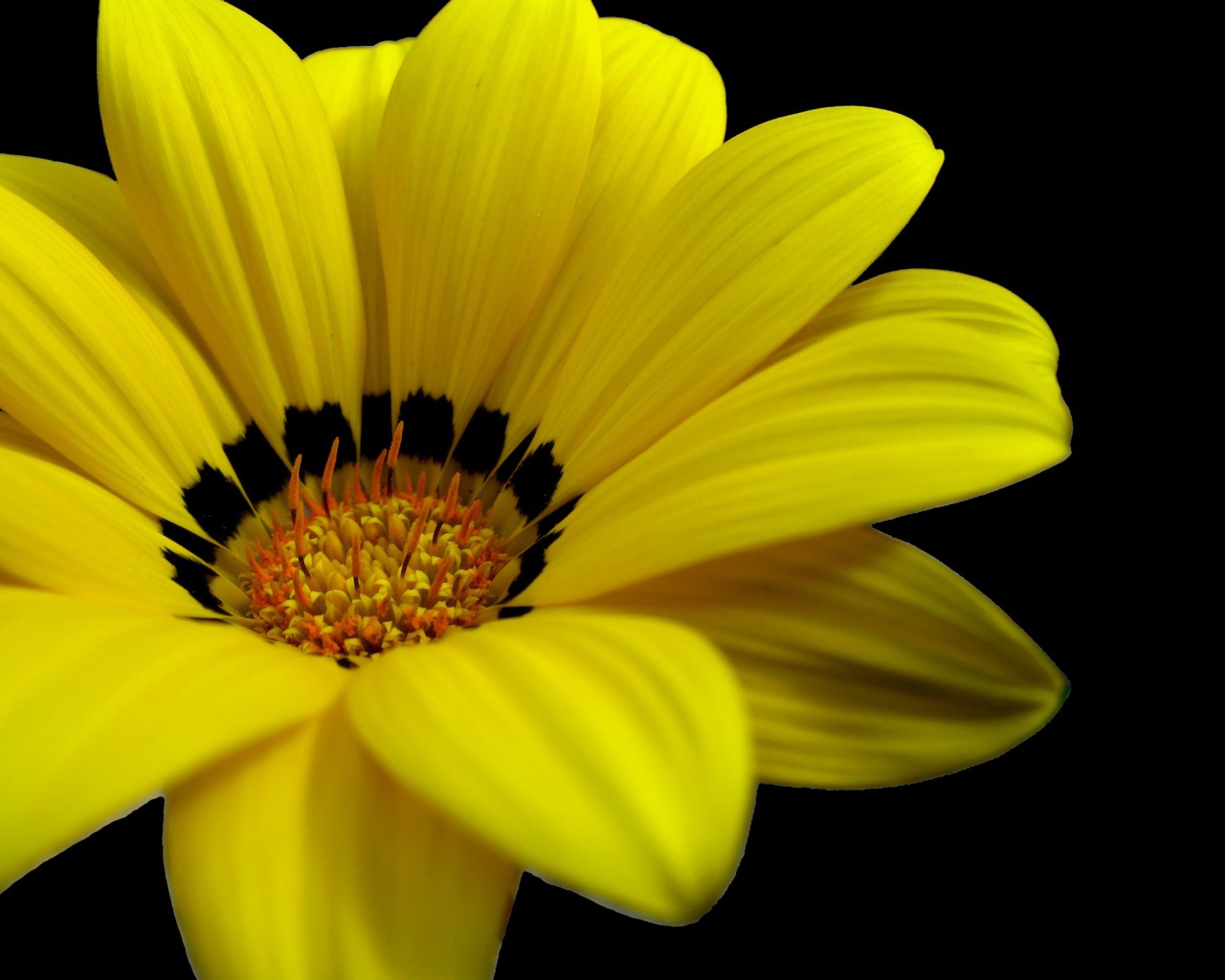 Великолепный желтый цветок