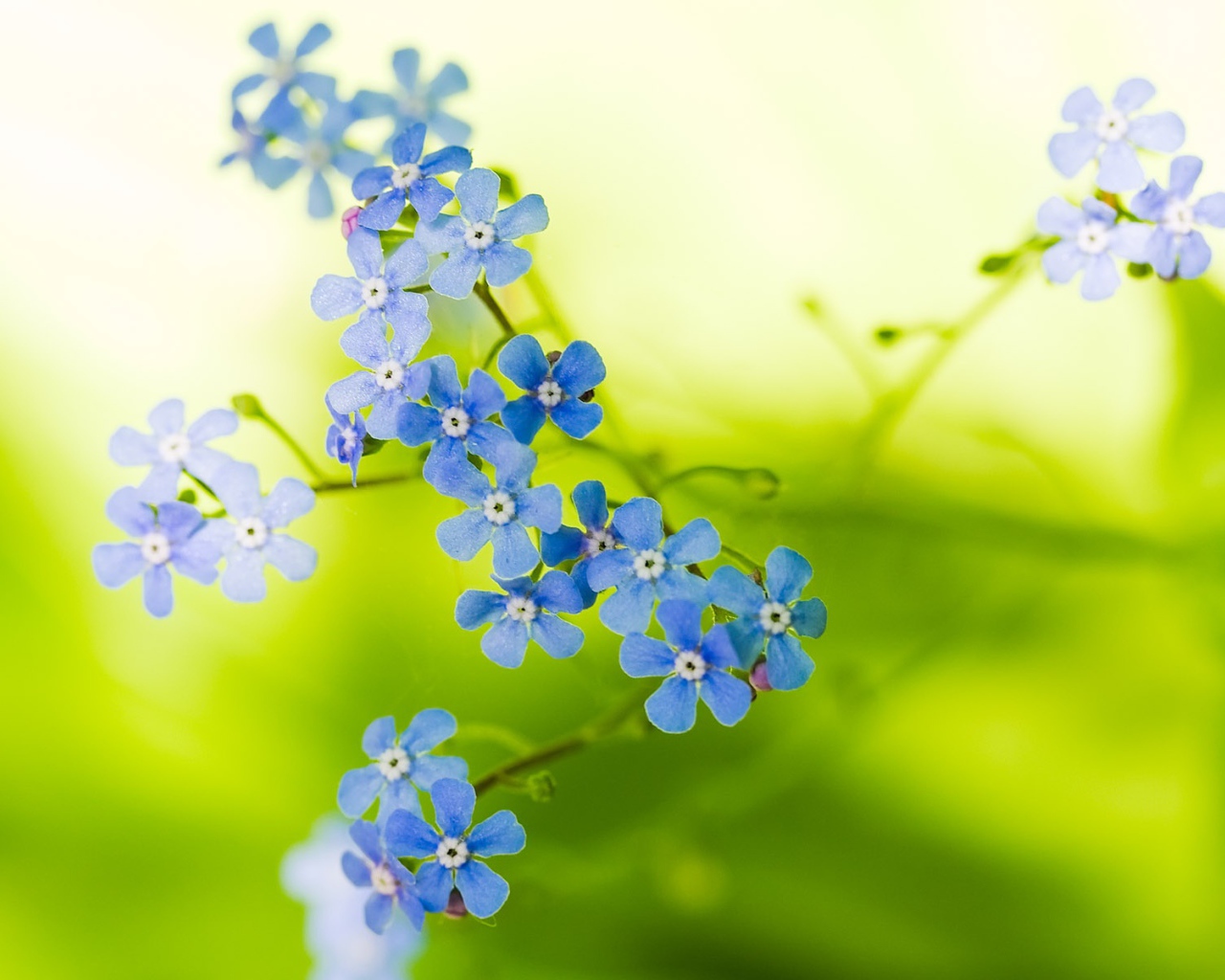 Прекрасные цветы