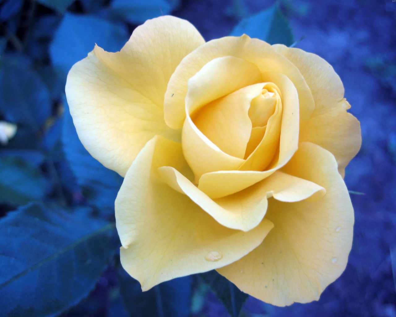 Растущий цветок