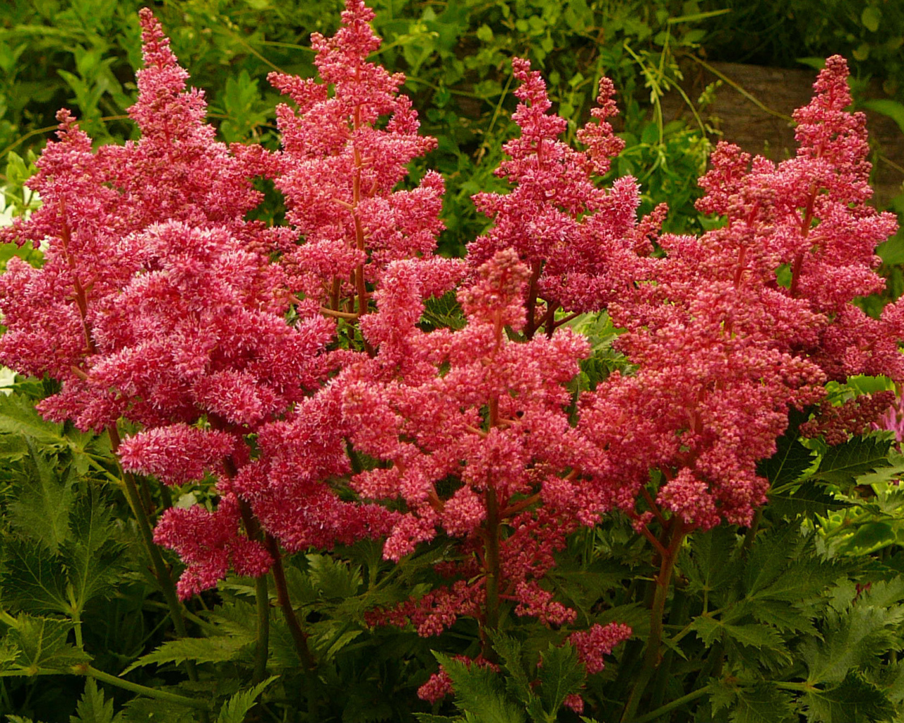 Выращивание цветов астильба в саду