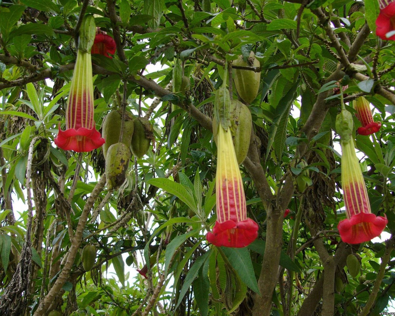 Выращивание растения бругмансия в саду