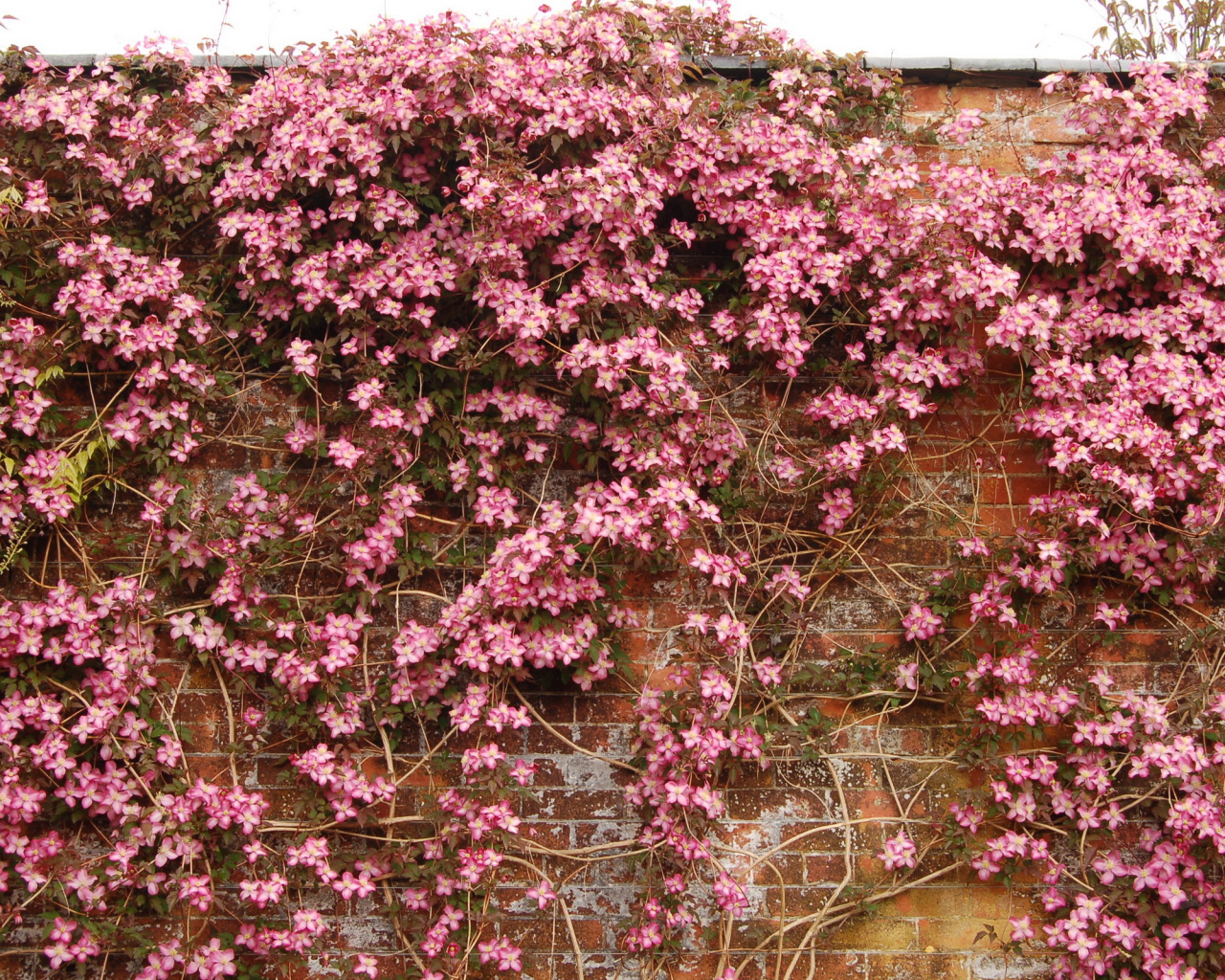 Выращивание цветов клематис в саду