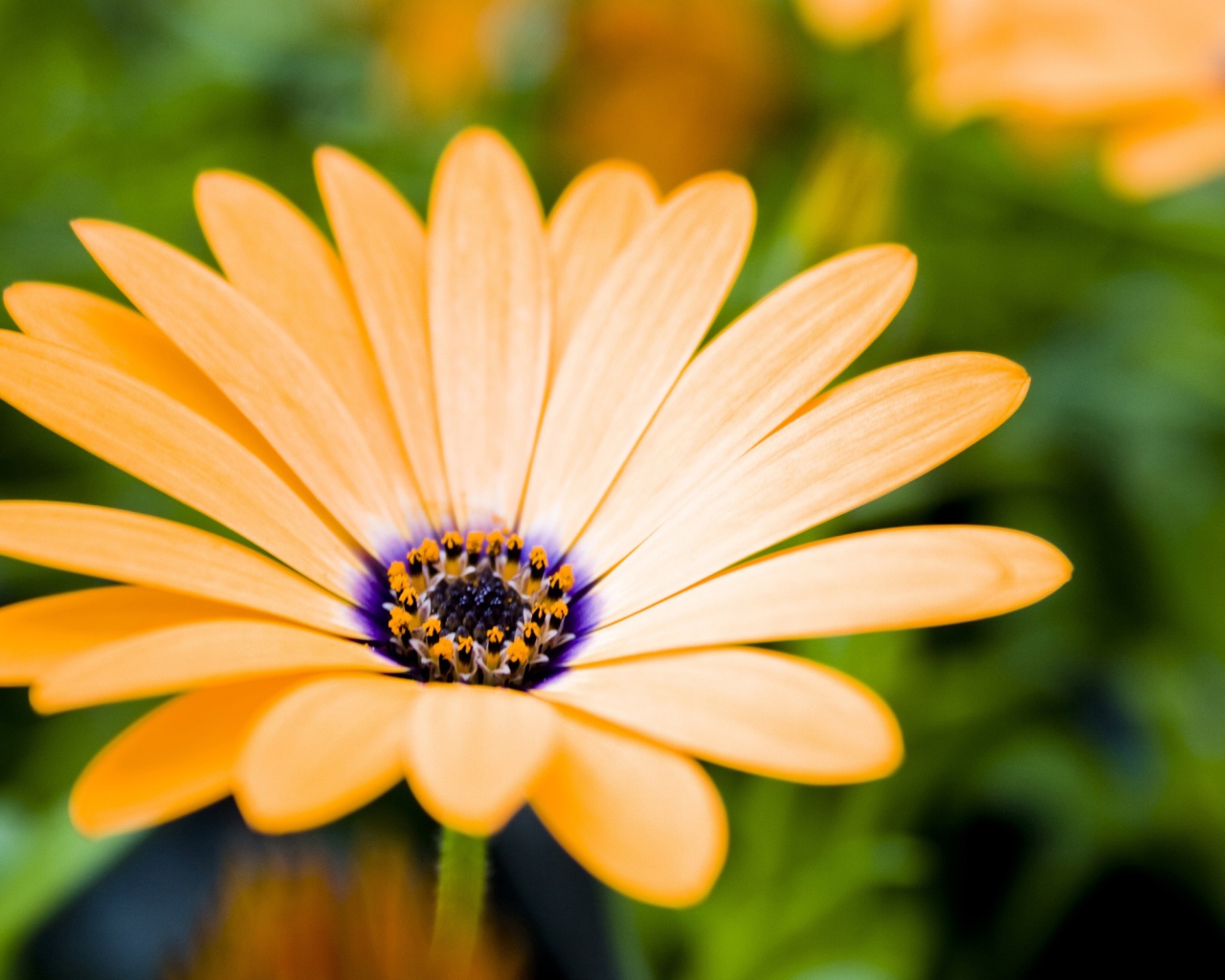 Растущие цветы