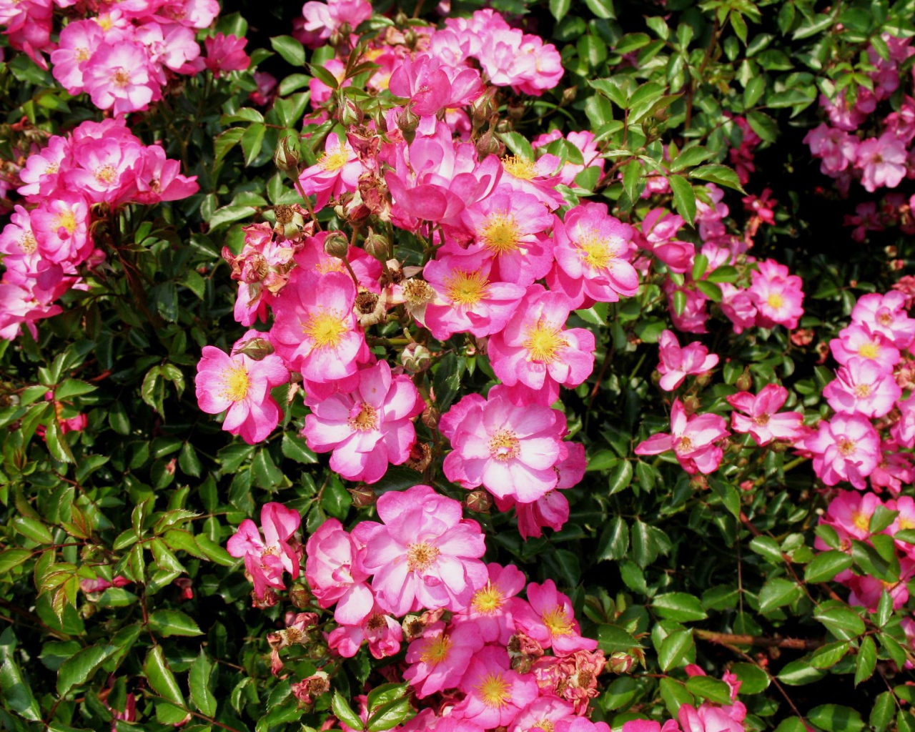 Выращивание цветов кларкия (годеция) в саду