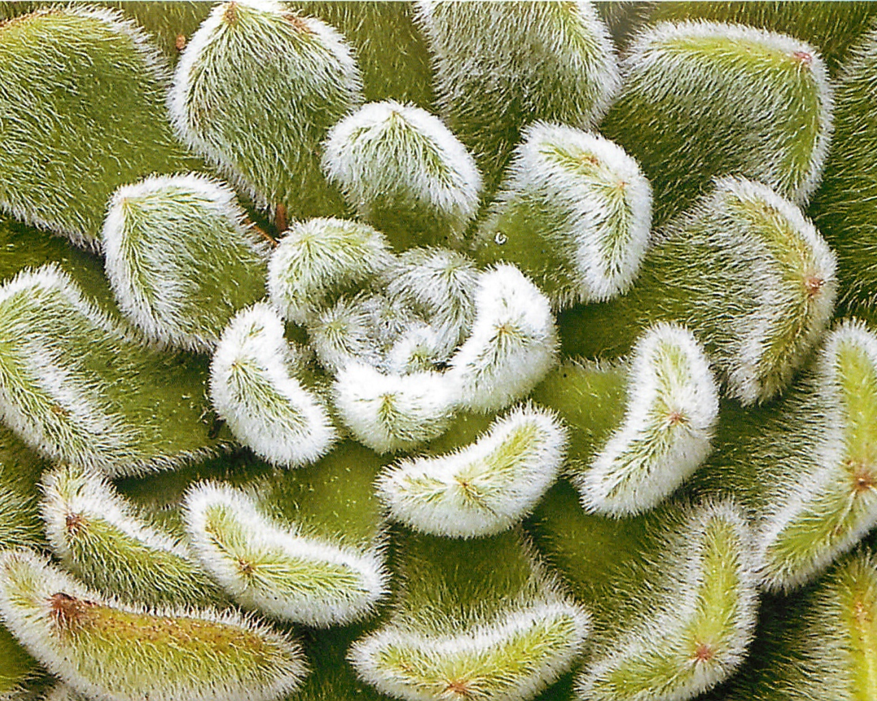 Выращивание цветов эхеверия (эчеверия)  в саду