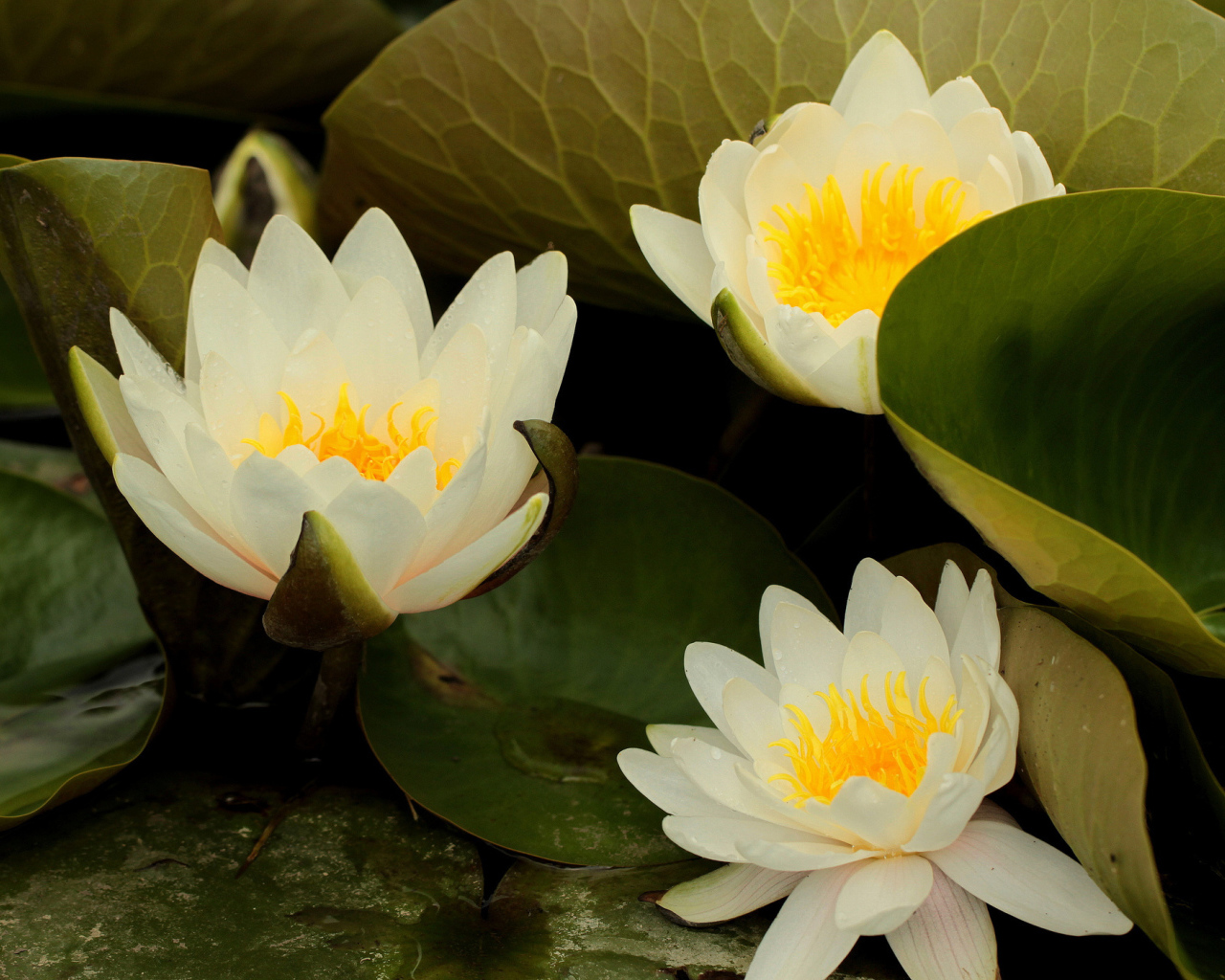 Выращивание цветов лилия на дачном участке